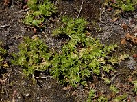 Soliva sessilis 5, Naaldzaadbloem, Saxifraga-Ed Stikvoort